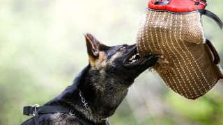 Αστυνομικοί άφησαν σκύλο να δαγκώνει άνδρα για 30 δευτερόλεπτα