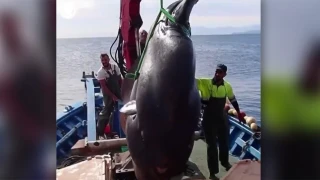 Έπιασαν ψάρι «γίγαντα» δύο τόνων στα ανοιχτά της Θέουτα στην Ισπανία