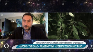 «Ξεκλείδωσε» το DNA εμβληματικών ελληνικών ποικιλιών ελιάς
