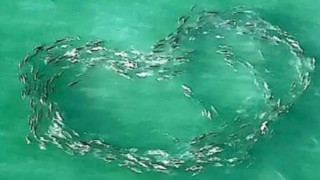 Κοπάδι ψαριών κολυμπά σε σχήμα τέλειας καρδιάς