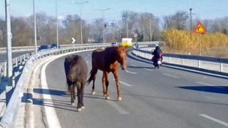 Καβάλα: Άλογο έκοβε βόλτες στην Εγνατία Οδό