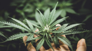 Το Λουξεμβούργο η πρώτη χώρα της ΕΕ που νομιμοποιεί την καλλιέργεια και την χρήση κάνναβης