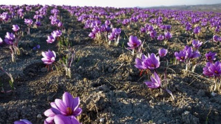 Κοζάνη: Καταστράφηκε το 50% της παραγωγής κρόκου από τη βροχή