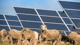 Ποια εταιρία έχει «προσλάβει» 50 πρόβατα σε εργοστάσιό της και γιατί;