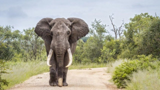 Σκηνές σοκ: Εξαγριωμένος ελέφαντας επιτέθηκε σε τζιπ γεμάτο τουρίστες