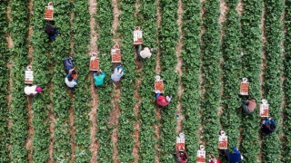 Αγρότες: Προγράμματα 3,5 δισ. ευρώ για την ενίσχυση του πρωτογενούς τομέα