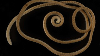 Ανακαλύφθηκε... «απόκοσμο» ζώο με 1.306 πόδια