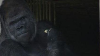 Σαμπάνι: Ο αρρενωπός γορίλας που ξετρελαίνει τις γυναίκες στην Ιαπωνία