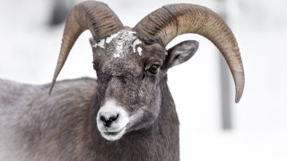 Στο νοσοκομείο 8χρονος από επίθεση κριαριού: «Υπέστη εξάρθρωση σπονδύλων στον αυχένα»