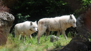 Πέλλα: Ανησυχία για παρουσία λύκου έξω από παιδικό σταθμό