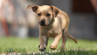 Πάρκινγκ για... σκύλους στη Θεσσαλονίκη! (pic)