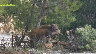 Τρίκαλα: Άφαντος ο κυνηγός που πυροβόλησε στο κεφάλι μικρό παιδί
