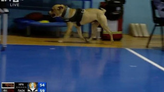 Ηρακλής-ΠΑΟΚ: Νέα διακοπή, λόγω... τετράποδου εισβολέα στο Ιβανώφειο!