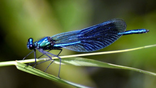 Το έντομο με τη «δυνατή» όσφρηση που ανιχνεύει τον καρκίνο