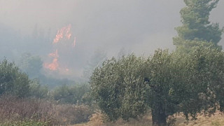 Χαλκιδική: Οριοθετημένη η φωτιά στη Μόλα Καλύβα