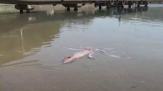 Ξεβράστηκε ζωντανό καλαμάρι μήκους άνω των 3 μέτρων σε ακτή της Ιαπωνίας