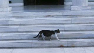 Τρίπολη: 5.000 ευρώ πρόστιμο και δικαστήριο σε αστυνομικό που κλώτσησε γάτα