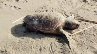 Χαλκιδική: Νεκρή χελώνα είδους καρέτα - καρέτα στη Νέα Ηράκλεια