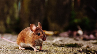 Ποντίκια των πόλεων: Θα είναι η αιτία της επόμενης πανδημίας;