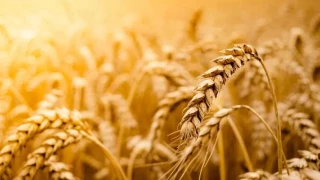 Έπεσαν οι υπογραφές: Ουκρανία και Ρωσία συμφώνησαν για την εξαγωγή σιτηρών