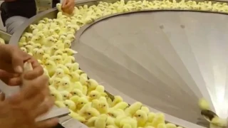 «Χρυσά» καλούμαστε να πληρώσουμε τα κοτόπουλα