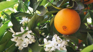 Τα φρούτα που θα σας κάνουν να χάσετε γρήγορα βάρος