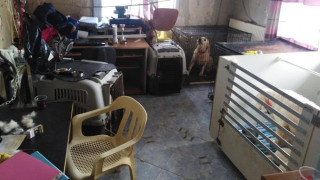 Σοκάρουν οι εικόνες από το διαμέρισμα με τα 16 σκυλιά - Η ανακοίνωση της αστυνομίας