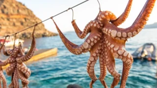 Πρέπει να τρώμε χταπόδια ή όχι; -Το άρθρο που έβαλε... φωτιά στα social media