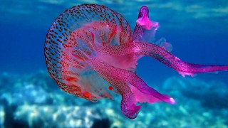 Μια θάλασσα γεμάτη μέδουσες στο κοντινό μέλλον; Οι καύσωνες απειλή για τους ωκεανούς