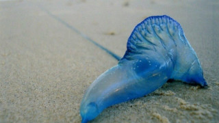 Μετά τις μωβ μέδουσες καταφτάνουν και οι μπλε μέδουσες: Πότε χρειάζεται τεράστια προσοχή