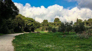 Μαρούσι: Σημαντική καταγγελία για παράνομη κοπή δέντρων και συγκάλυψη από τις αρχές