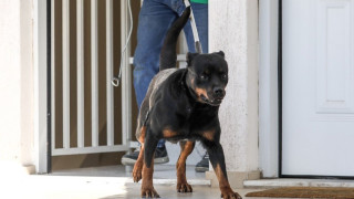 Συνελήφθη ο ιδιοκτήτης του ροτβάιλερ που επιτέθηκε στον 6χρονο