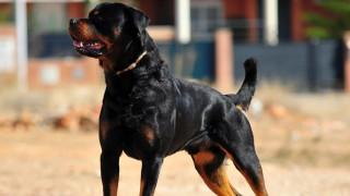 Σκληρές εικόνες: 5χρονο κοριτσάκι με 50 ράμματα ύστερα από επίθεση σκύλου