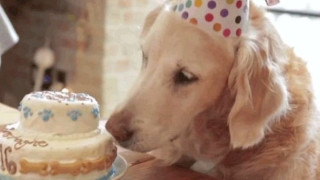 Το σκυλάκι-έμβλημα της  «μαύρης επετείου»  γίνεται 16 χρονών (ΒΙΝΤΕΟ)