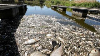 Γερμανία: Γέμισε με νεκρά ψάρια ο ποταμός Όντερ- Ανησυχία για «περιβαλλοντική καταστροφή»