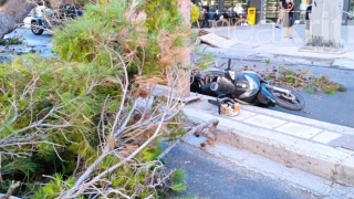 Σοκαριστικό βίντεο: Καρέ καρέ η στιγμή που το δέντρο πλακώνει τον 50χρονο στην Κρήτη