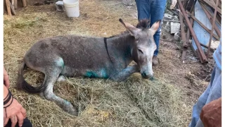 «Ευθανασία σε ένα ζώο; Δύσκολη απόφαση, εναπόκειται στον γιατρό που το εξετάζει»