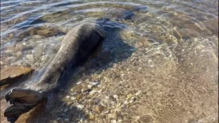 Χαλκιδική: Φώκια βγήκε στη στεριά - Tουρίστες την έβαλαν ξανά στη θάλασσα