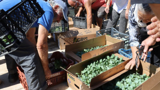 Λαχανόκηποι Δήμου Νεάπολης- Συκεών : Πάνω από 5.500 φυτά διανεμήθηκαν σε καλλιεργητές
