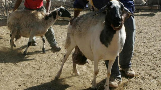 ΣΟΚ: Έμπαινε κρυφά στη μάντρα και κακοποιούσε σεξουαλικά τα πρόβατα
