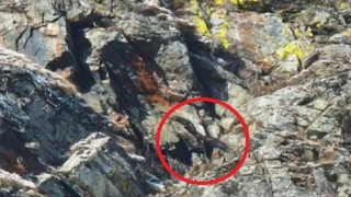 Άλπεις: Αετός αρπάζει και πετάει κατσίκα στους βράχους (vid)