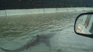 Τυφώνας Ιαν: Καρχαρίας βγήκε στη στεριά στη Φλόριντα!