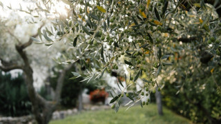 Θέρμανση με κουκούτσια ελιάς; Και όμως είναι η πιο οικονομική!