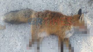 Απάνθρωπο περιστατικό στην Καστοριά: Βασάνισαν και ακρωτηρίασαν αλεπού - πέθανε από αιμορραγία