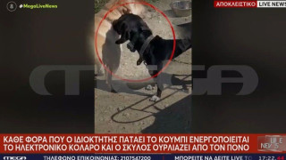 Κρήτη: Σύλληψη και πρόστιμο σε 67χρονο που βασάνιζε σκύλο με ηλεκτροσόκ