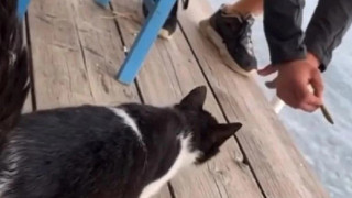 Άρειος Πάγος: Παρέμβαση Ντογιάκου για την αθώωση του δράστη κακοποίησης γάτας στην Αιδηψό