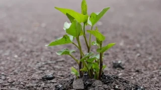 Το Ισραήλ στοχεύει να καλλιεργήσει τα «φυτά της ανάστασης» στο φεγγάρι
