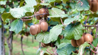 Το γλυκόξινο φρούτο που θωρακίζει την άμυνα και ρίχνει την πίεση