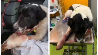 Ηλικιωμένος έδεσε σκύλο σε αυτοκίνητο και τον έσερνε βασανιστικά- Οδηγείται στον εισαγγελέα