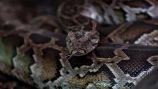 Τρίκαλα: Στο νοσοκομείο τρίχρονο παιδί μετά από δάγκωμα φιδιού!